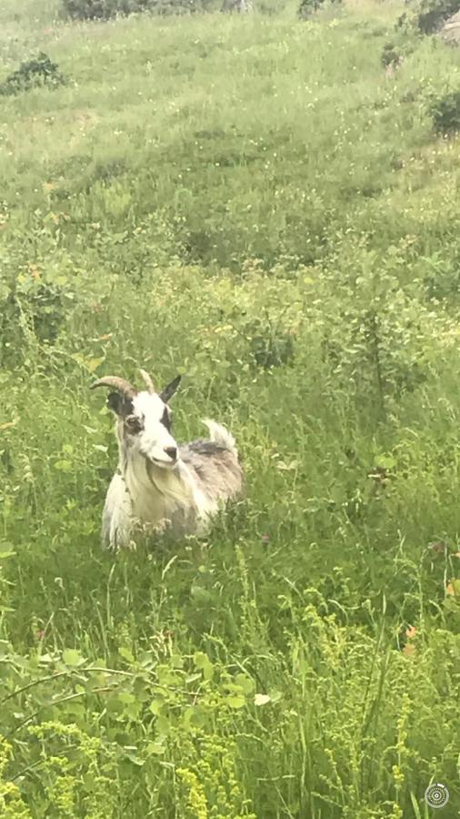 Yxefall Norrgarden Kisa Kültér fotó